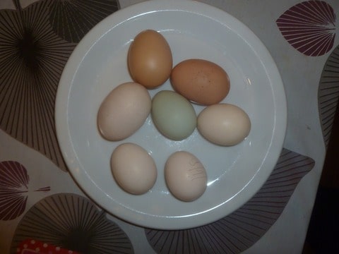 eieren in kleuren. - Kippenforum.nl