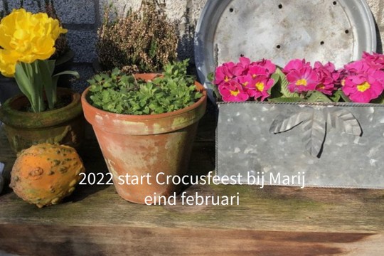 2022 start Crocusfeest bij Marij eind februari - MyAlbum