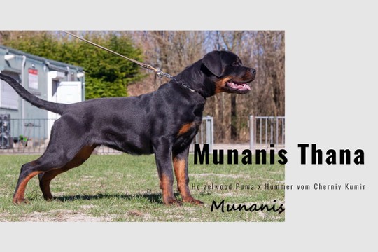 Munanis Thana - MyAlbum