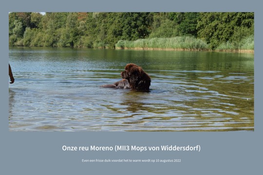 Onze reu Moreno (MII3 Mops von Widdersdorf) - MyAlbum