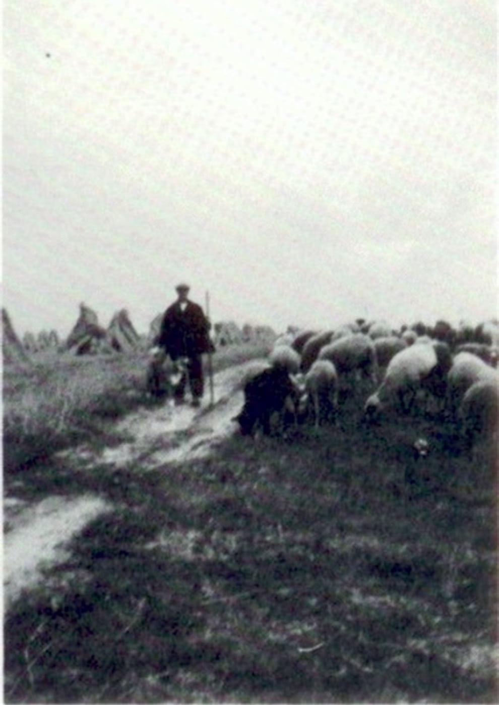 Jan Enting tussen Grolloo en Schoonloo in 1932.Het koren keurig in hokken.