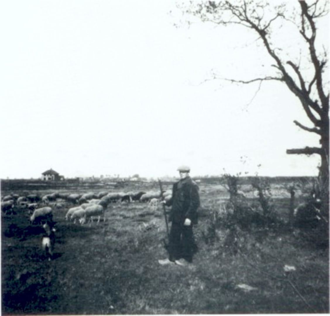 Jan Enting met zijn kudde nabij het Annechien Hagens Veen in 1933. In de verte is de villa De Moere te zien.
