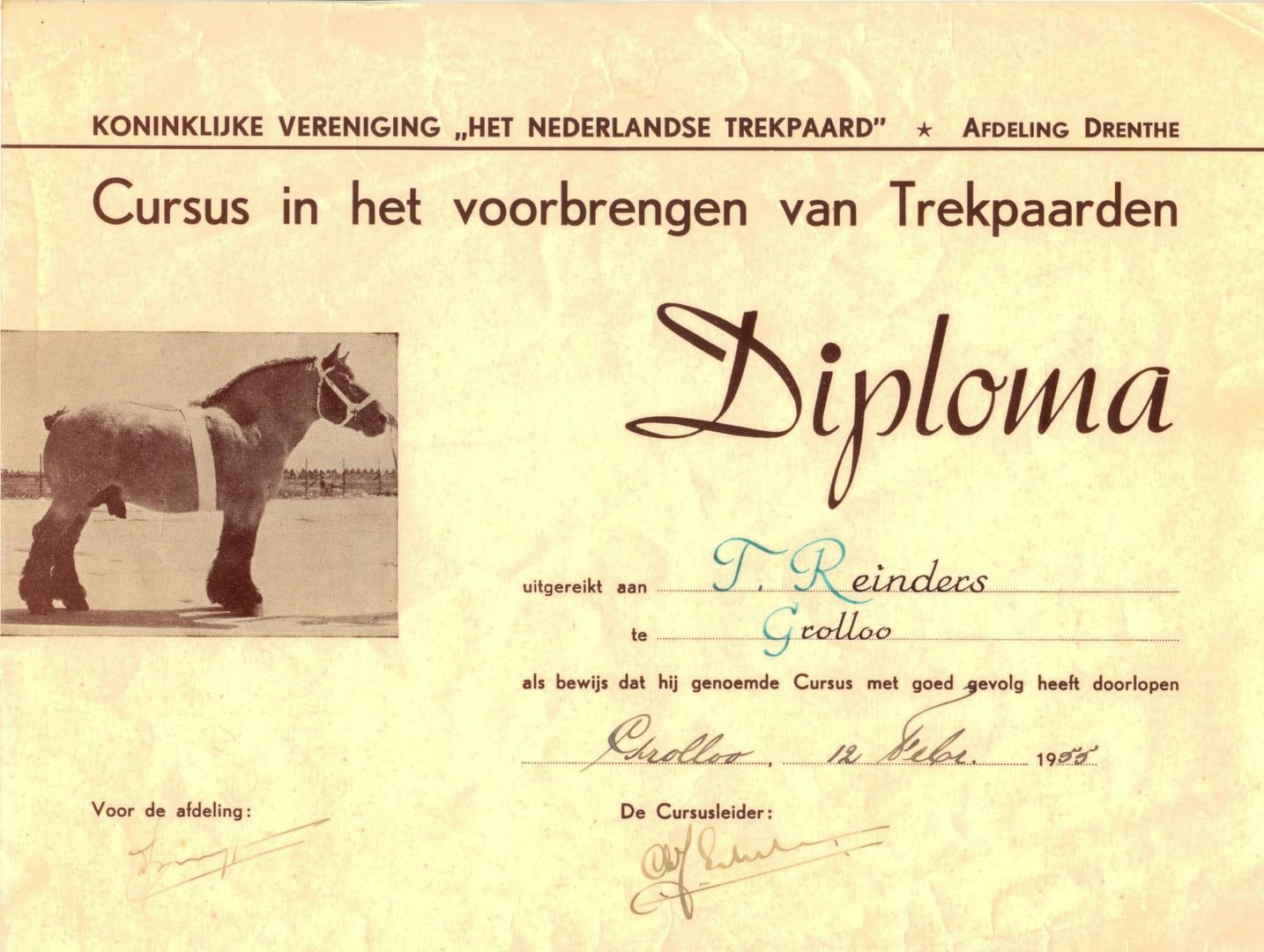 1955-dipl-voorbrengen-trekpaarden-Tieme