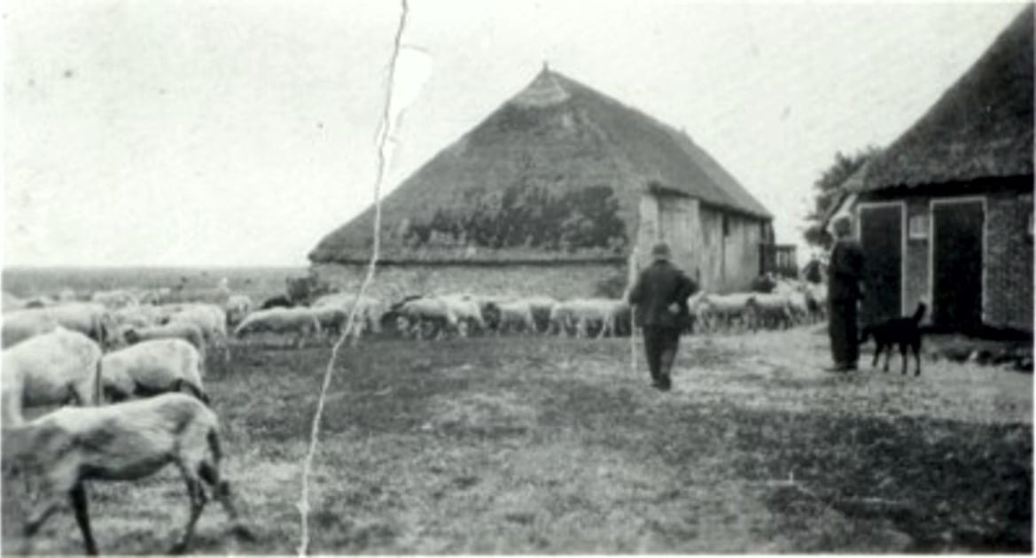 De schapen komen terug van de heide naar de kooi. Scheper Jan Tiems. Papenvoort ± 1928.