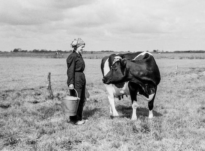 landbouw 1958 Jantje Dilling met koe