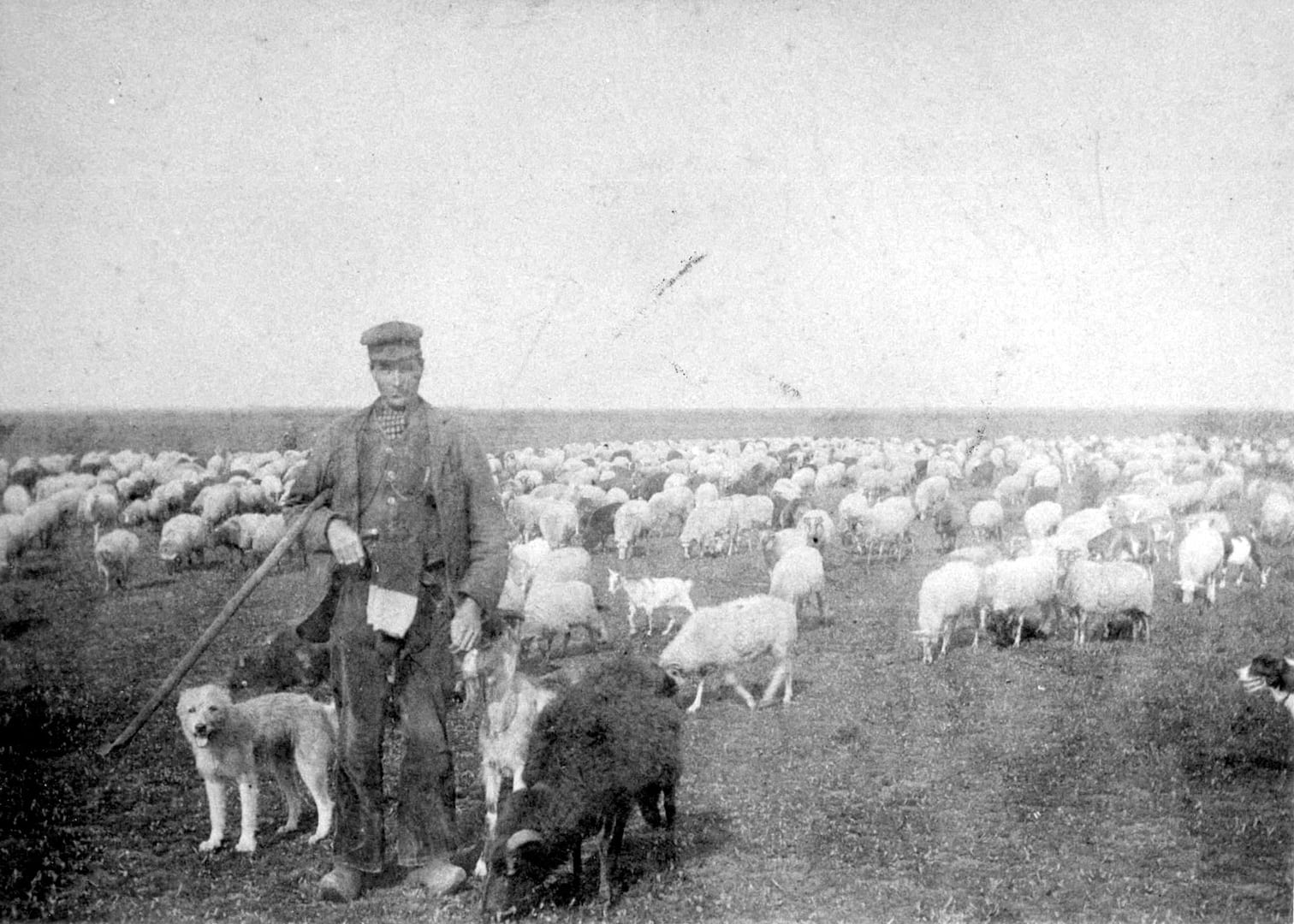 Jan Gommers met zijn kudde op de hei. Eén van de oudste foto's betreffende de scheperij. ± 1915.