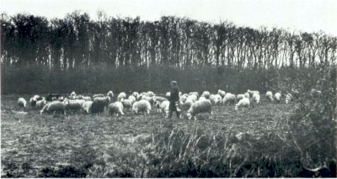 Achter de hoge bomen, al zijn de takken kaal, zoeken de herder en zijn kudde in het Grolloërveld enige beschutting tegen de gure winden. Deze foto is omstreeks 1932 gemaakt.De scheper is Jantines Enting (Jz.).