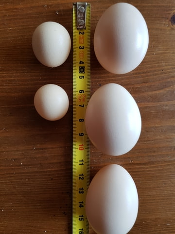 Maat eieren -