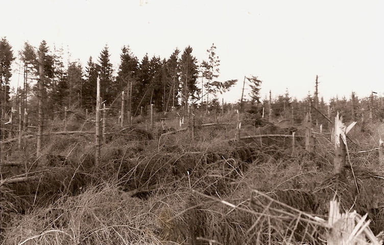 Op deze foto is te zien hoe de storm in 1972 heeft huisgehouden in de staatsbossen rondom Grolloo.
